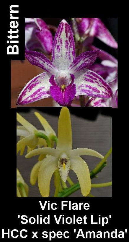 Dendrobium Hybrid (VIC Flare 'Solid Lip' x spec 'Amanda') - Vigorous, White & Purple