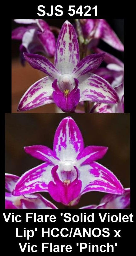Dendrobium Vic Flare 'Solid Violet Lip' HCC/ANOS x Vic Flare 'Pinch'