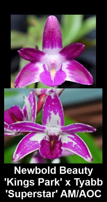 Dendrobium Newbold Beauty x Tyabb Super Star