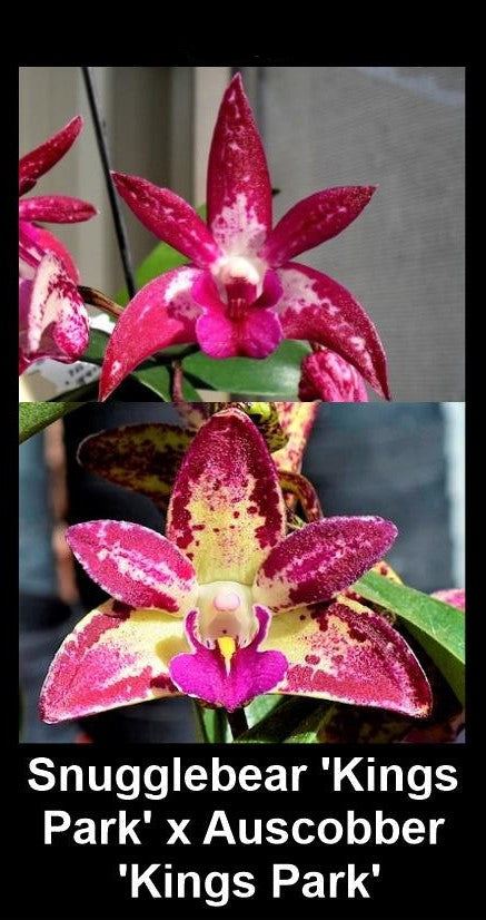 Dendrobium Hybrid (Snugglebear 'Kings Park' x Auscobber 'Kings Park') - Classic Pink with Yellow & White Accents