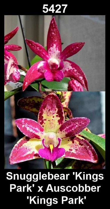 Dendrobium Snugglebear 'Kings Park' x Auscobber 'Kings Park'