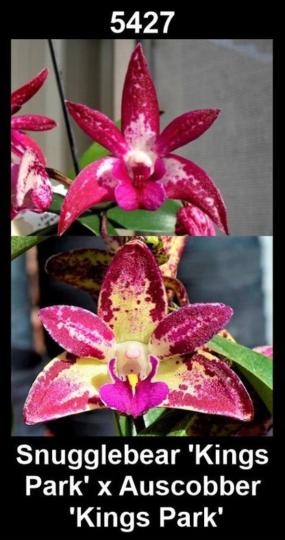 Dendrobium Snugglebear 'Kings Park' x Auscobber 'Kings Park'