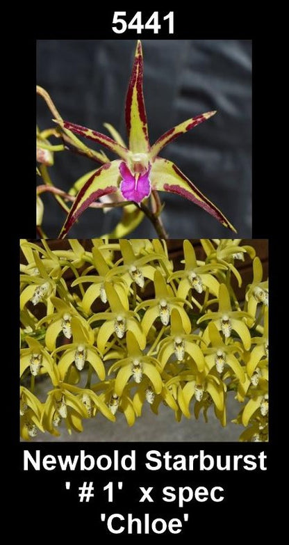 Dendrobium Newbold Starburst '#1' x spec 'Chloe'