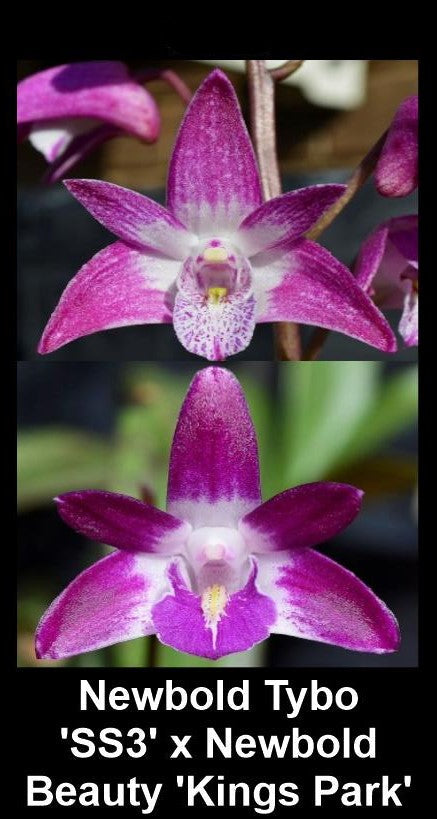 Dendrobium Newbold Tybo x Newbold Beauty