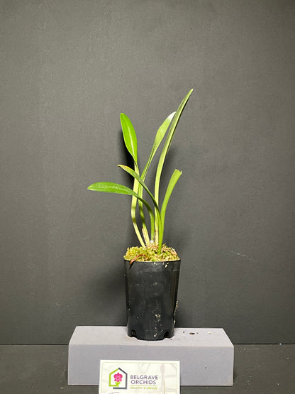 Dracuvallia Mem. Susan Montez 'Sundowner' plant showing compact upright foliage in cultivation