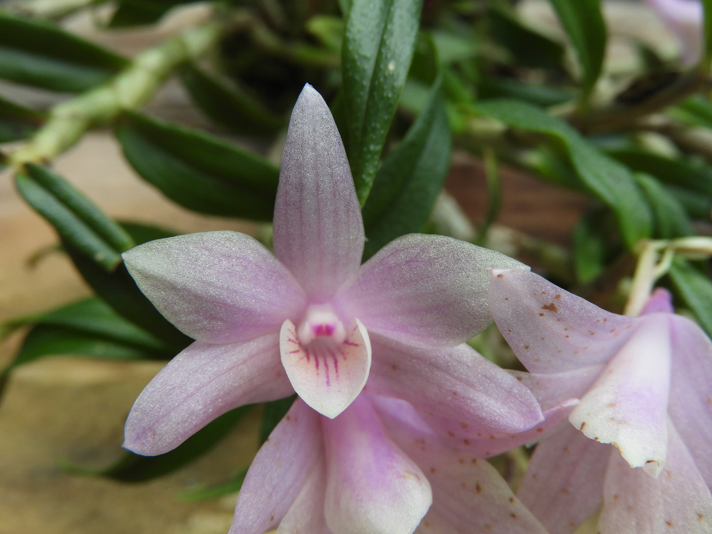 Dendrobium Mingle's Sapphire x cuthbertsonii hybrid orchid flower