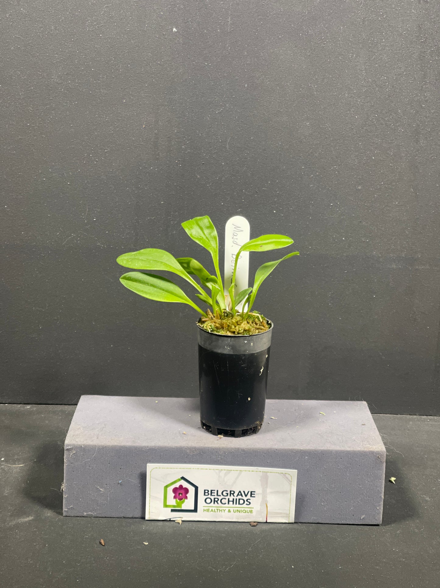 Dendrobium strialatum (Tassie east coast)