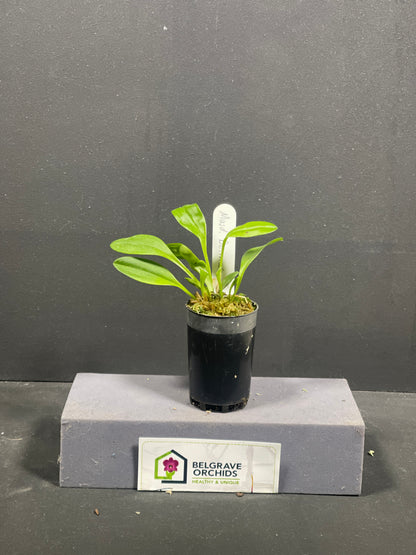Dendrobium strialatum (Tassie east coast)