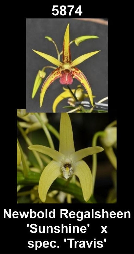 Dendrobium Newbold Regalsheen 'Sunshine' × speciosum 'Travis' parent plants — photographs show parent plants