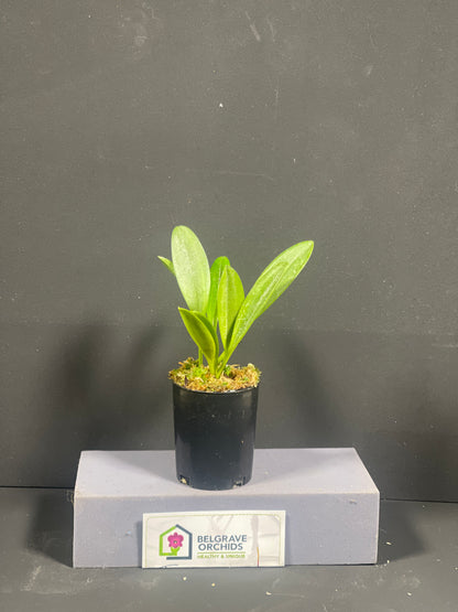 Masdevallia polystricta 'John' plant showing compact upright foliage in cultivation