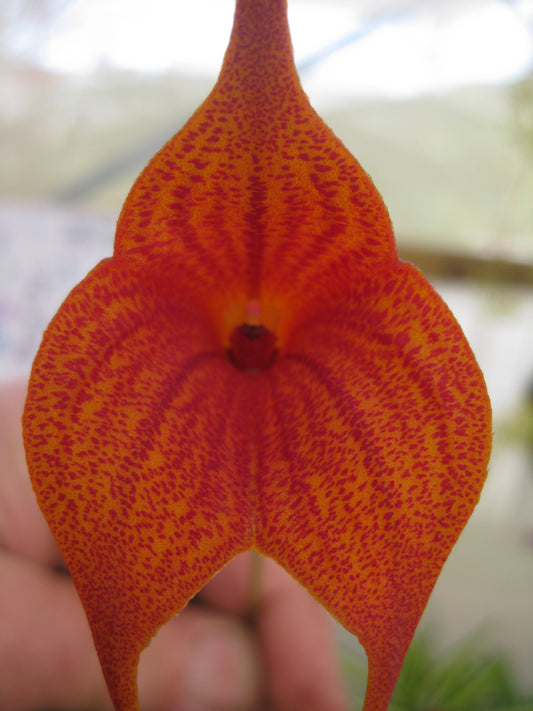 Masdevallia Hoosa Queen 'Royale' HCC/AOC