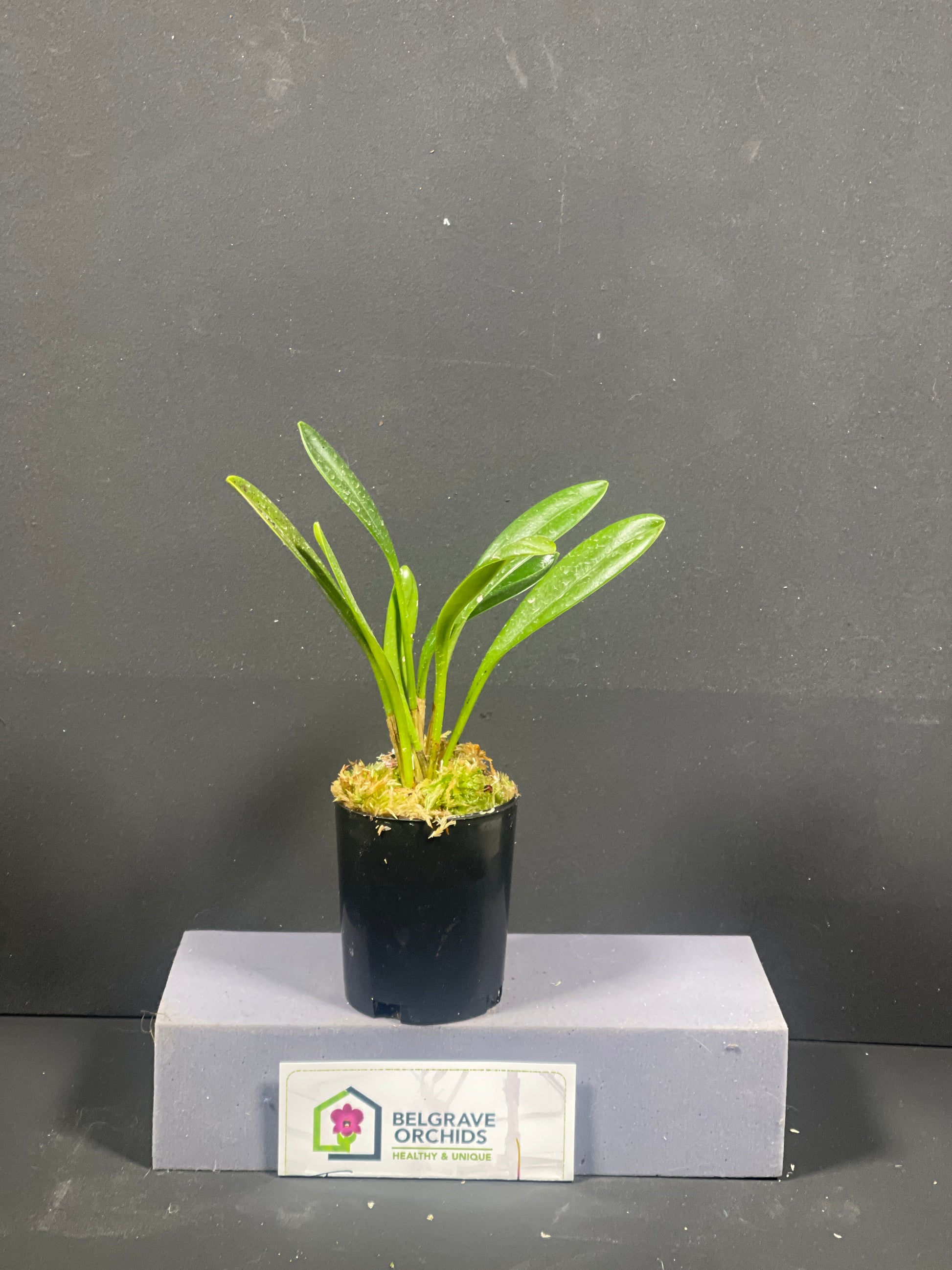 Masdevallia coccinea f. alba 'White Squall' plant showing compact upright foliage in cultivation