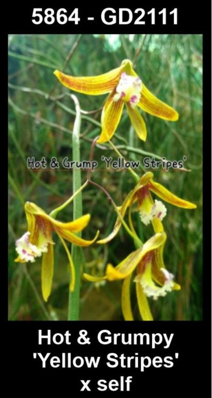 Dendrobium Hot and Grumpy 'Yellow Stripes' × self (Syn. Dockrillia) parent plant — photographs show parent plants