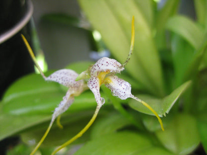 Masdevallia huebschiana plant showing foliage and multiple blooms in cultivation