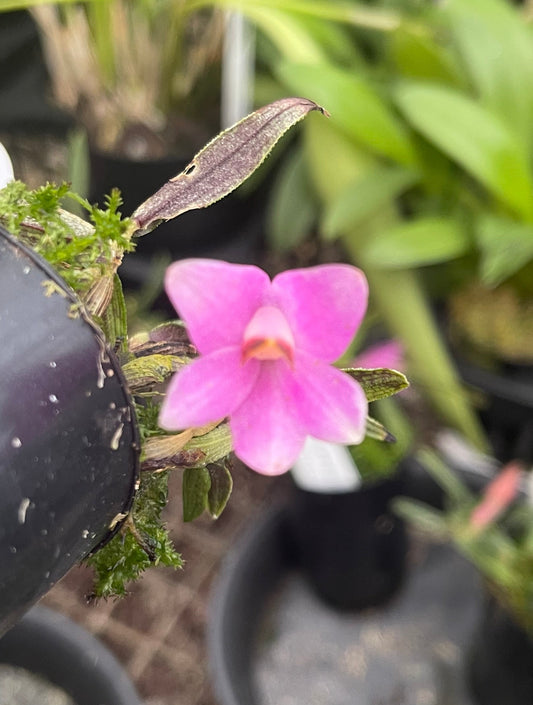 Dendrobium cuthbertsonii - #7