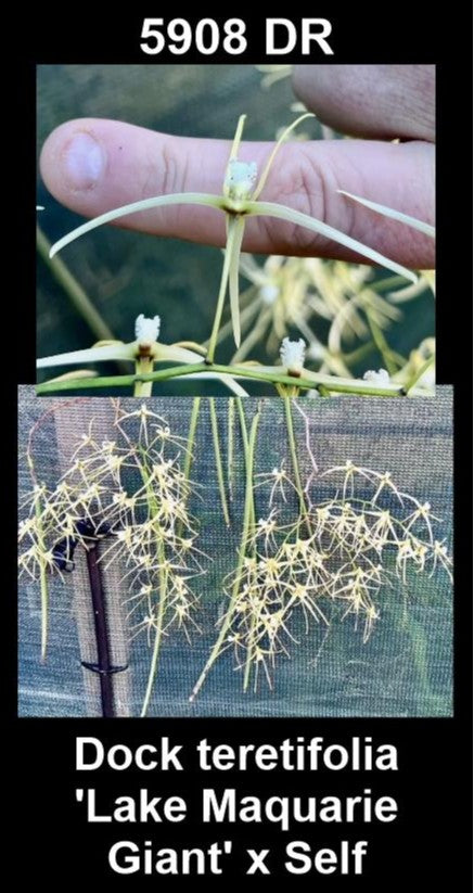 Dendrobium teretifolia 'Lake Macquarie Giant' × self (Syn. Dockrillia) parent plant — photographs show parent plants