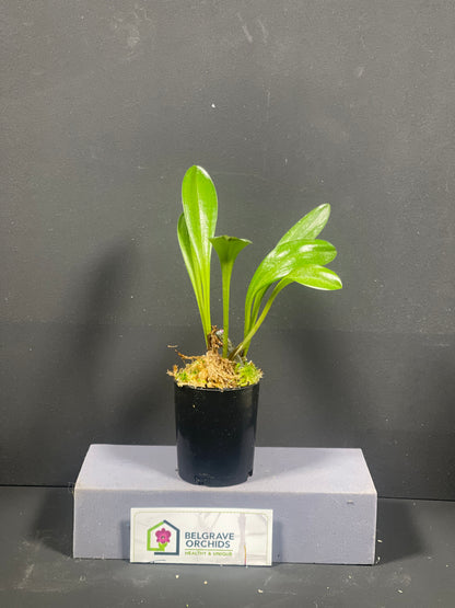 Masdevallia Sugar Baby × Angel Crest 'Toby Toes' plant showing compact upright foliage in cultivation