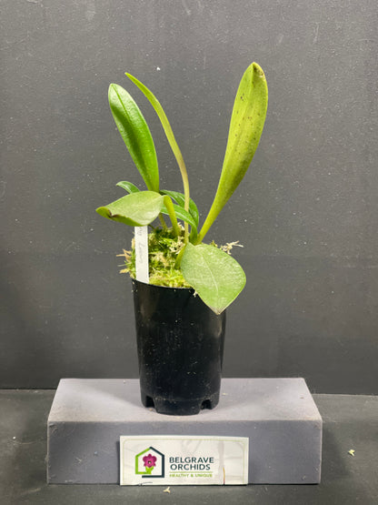 Masdevallia King Leon