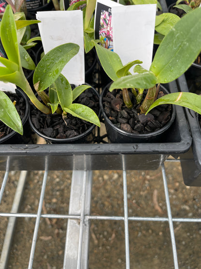 Dendrobium Graham Hewitt 'Kim' × Starsheen 'Botanic Fireworks' seedling in nursery pot at flowering size