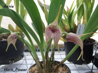 Masdevallia Genie