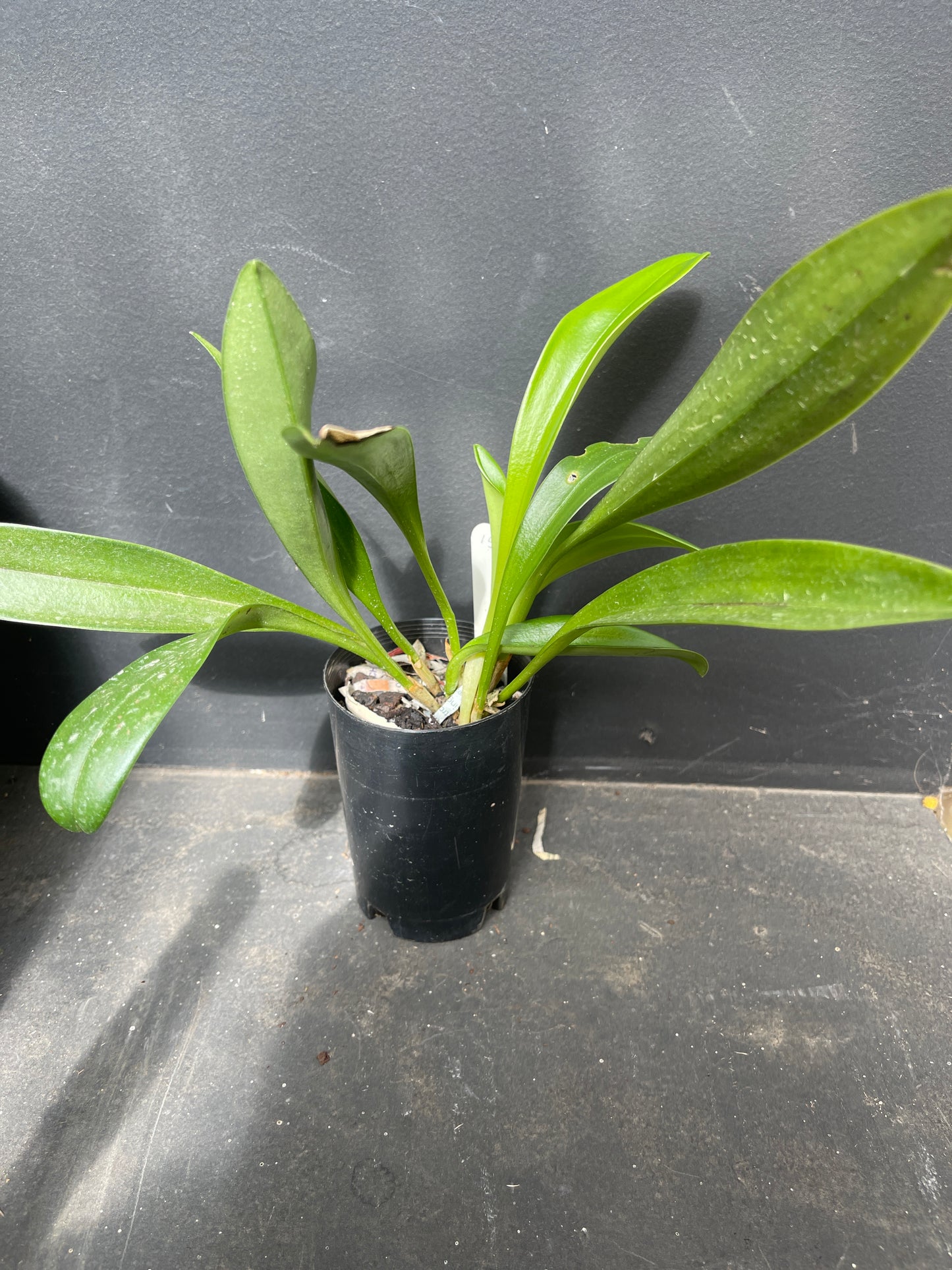 Masdevallia Sea Breeze ‘Limelight’