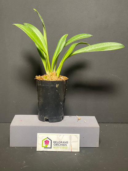 Masdevallia Urubamba plant showing compact upright foliage in cultivation
