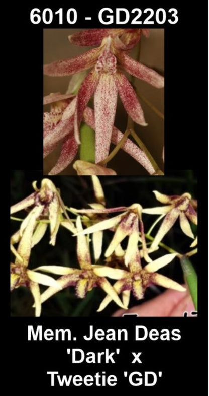 Dendrobium Memoria Jean Deas 'Dark' × Tweetie 'GD' (Syn. Dockrillia) parent plants — photographs show parent plants