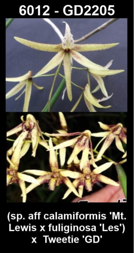 Dendrobium (calamiformis 'Mt Lewis' × fuliginosa 'Les') × Tweetie 'GD' (Syn. Dockrillia) parent plants — photographs show parent plants