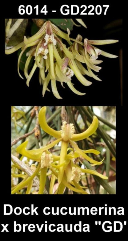 Dendrobium cucumerinum × brevicaudum (Syn. Dockrillia) parent plants showing contrasting flower forms — photographs show parent plants