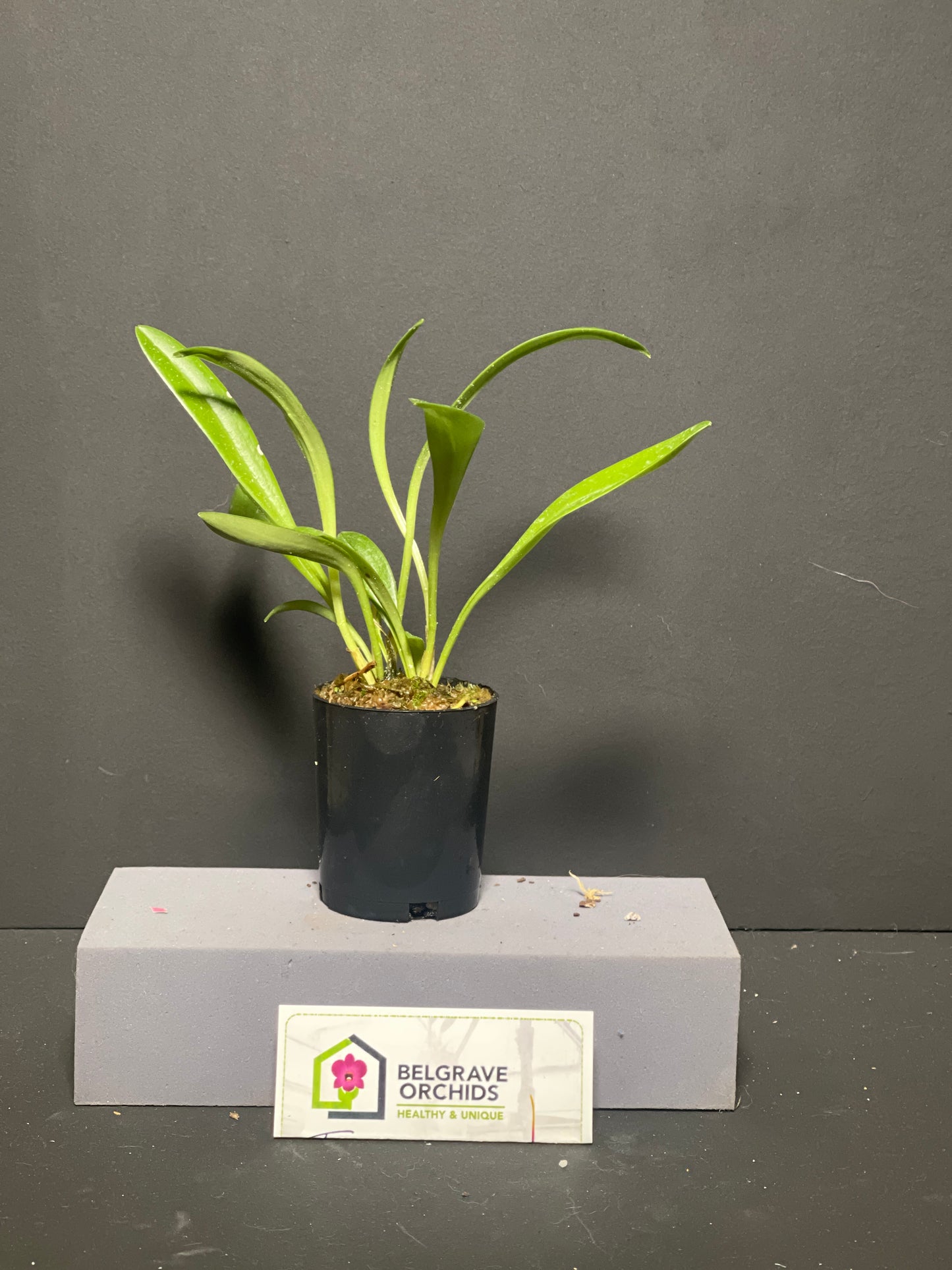 Masdevallia Sunbelievable 'Peats' flower close-up showing vivid orange colouration