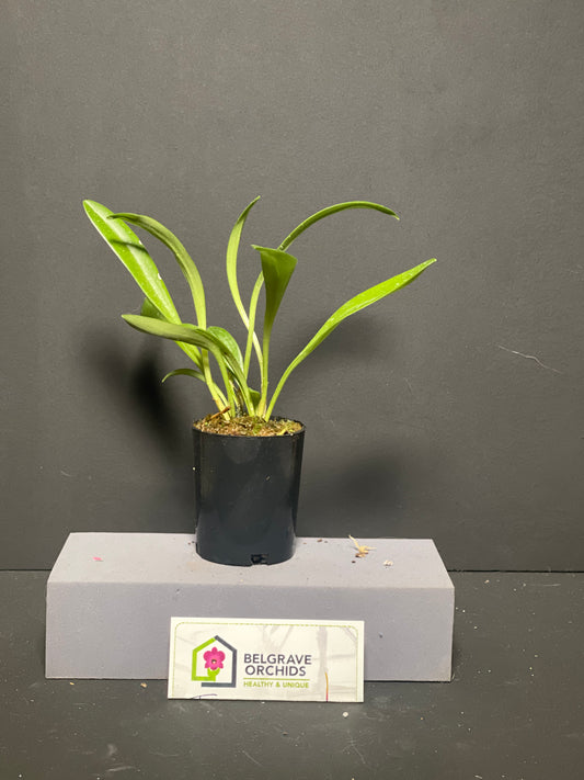 Masdevallia Sunbelievable 'Peats' flower close-up showing vivid orange colouration