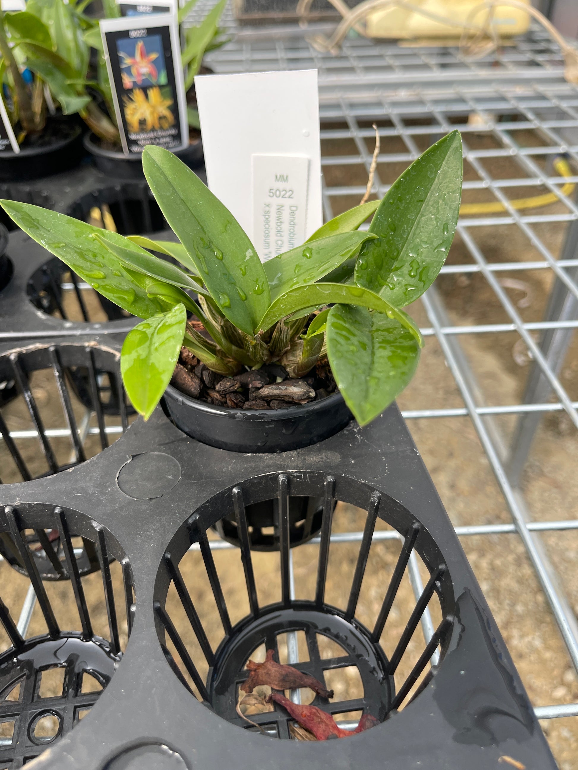 Dendrobium Newbold Chunky 'Kim' × speciosum 'Windermere' HCC seedling in nursery pot at flowering size