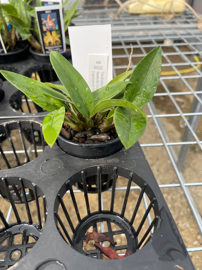 Dendrobium Newbold Chunky 'Kim' × speciosum 'Windermere' HCC seedling in nursery pot at flowering size