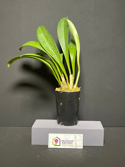Masdevallia Orinoco 'Triple X' AM/AOC plant showing compact upright foliage in cultivation