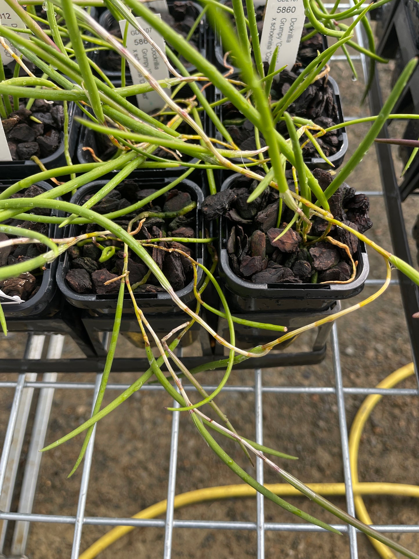 Dendrobium Grumpy 'George' × schoenina 'Compact' (Syn. Dockrillia) seedling in nursery pot