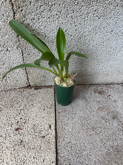 Masdevallia King of King's Royal Monarch HCC/AOC