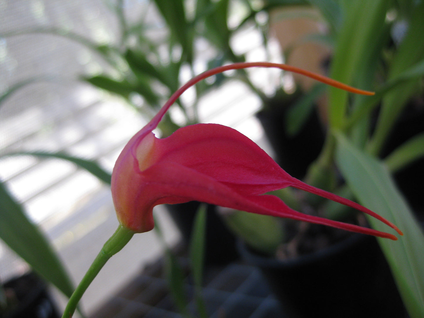 Masdevallia Angel Heart 'Cupids Bow' second flower view