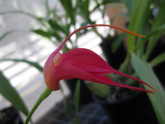 Masdevallia Angel Heart 'Cupids Bow' second flower view