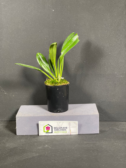 Masdevallia (coccinea × amabilis) 'Twilight'