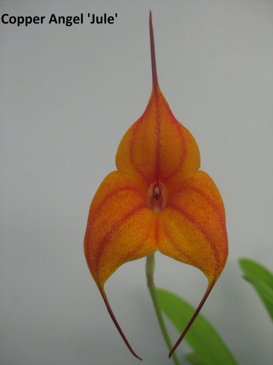 Masdevallia Copper Angel 'Jule' second flower view