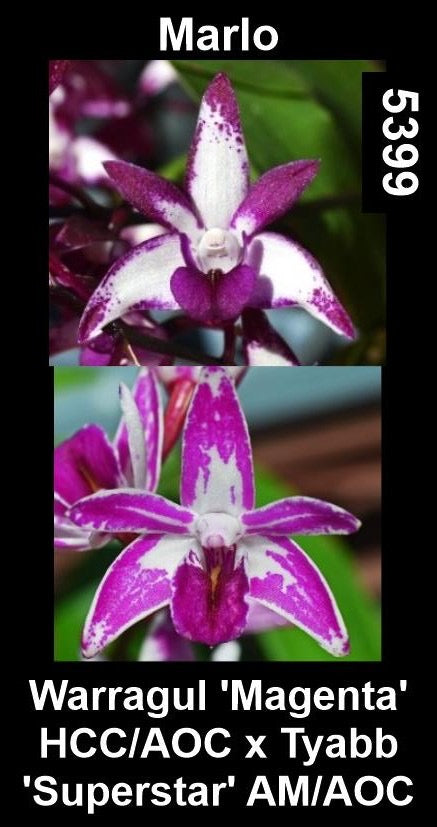Dendrobium Marlo — Warragul 'Magenta' HCC/AOC × Tyabb 'Superstar' AM/AOC