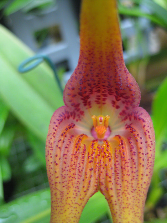 Masdevallia macrura 'Gigantica'