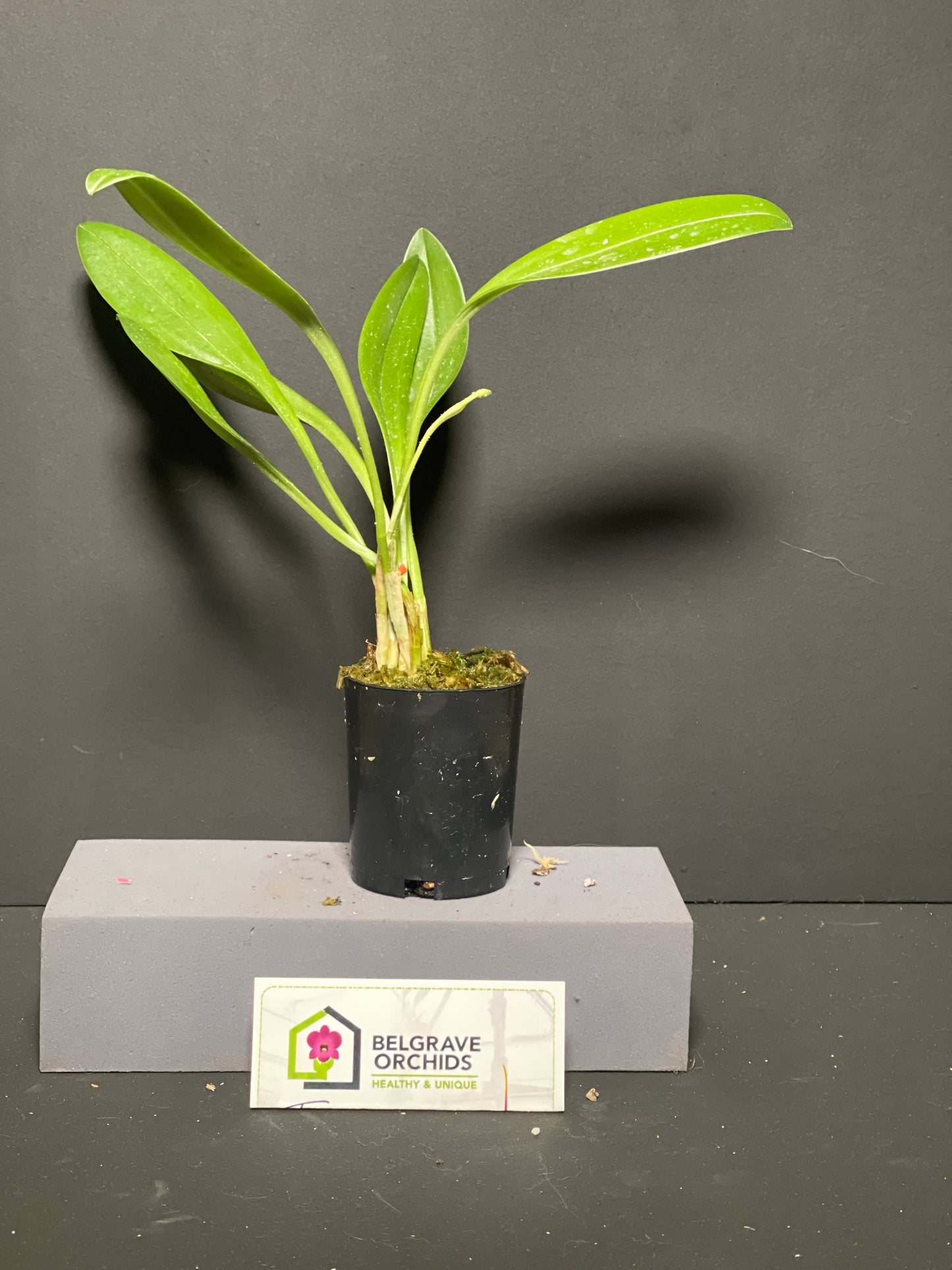 Masdevallia Morning Glory 'KHB' AD/AOC plant showing compact upright foliage in cultivation