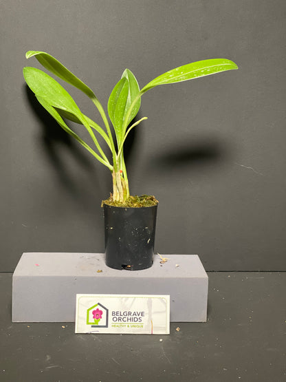 Masdevallia Morning Glory 'KHB' AD/AOC plant showing compact upright foliage in cultivation