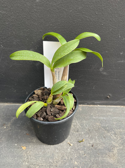 Dendrobium Newbold Beauty x Tyabb Super Star