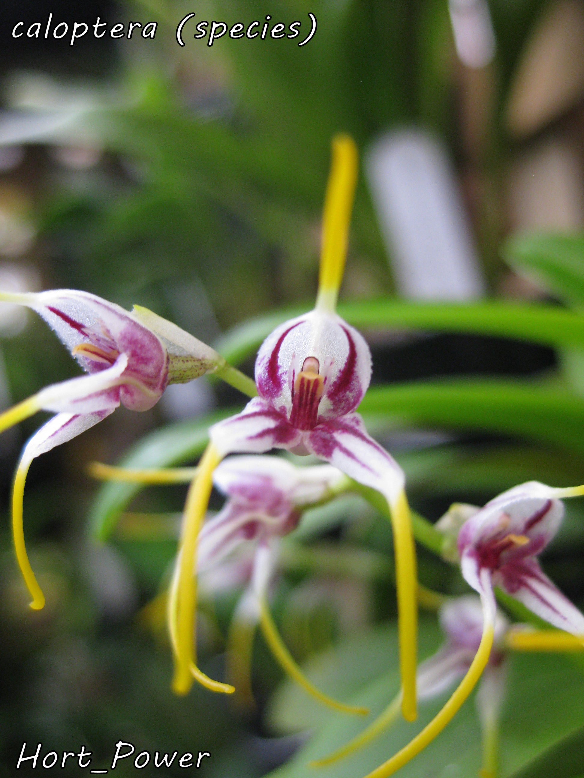 Masdevallia caloptera plant habit