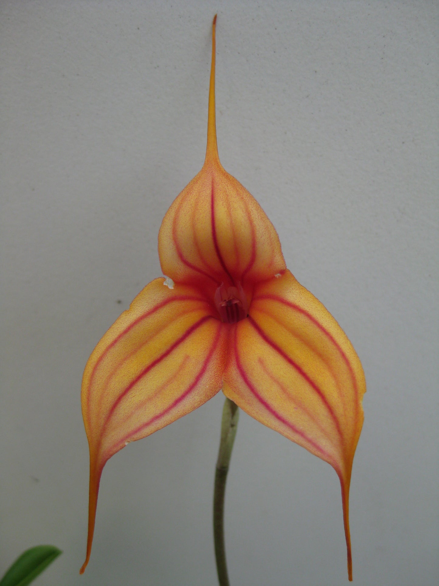 Masdevallia Abbey Sarah (Falcata 'Gleam of Fire' × Antizana 'Dragon's Lair') flower close-up showing golden-yellow to orange colouration with red striping