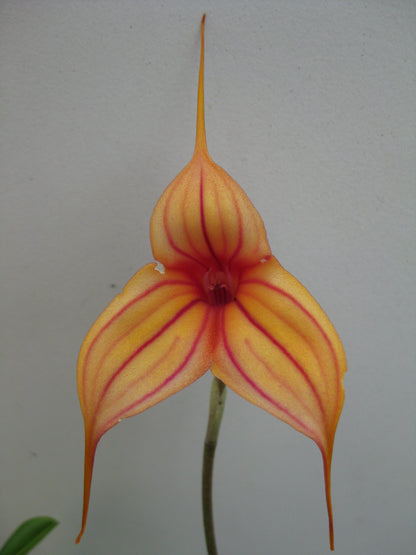 Masdevallia Abbey Sarah (Falcata 'Gleam of Fire' × Antizana 'Dragon's Lair') flower close-up showing golden-yellow to orange colouration with red striping