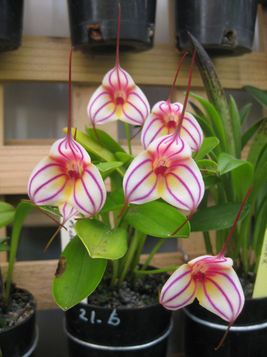 Masdevallia Pichincha 'Eruption' HCC/OSCOV
