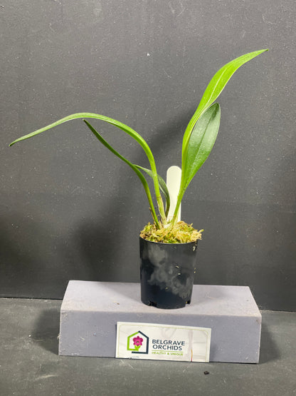 Masdevallia Hot Shot 'Best'
